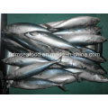 Block Quick Frozen Seafood Mackerel Fish (Scomber Japonicus)